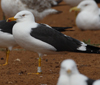 1cy fuscus in August, ringed in Finland. (81365 bytes)